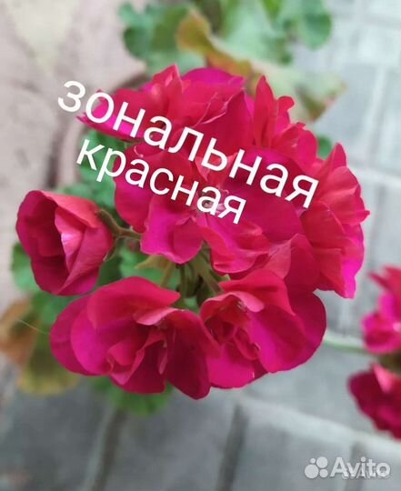Пеларгония/герань,зональна, ампельная, королевская