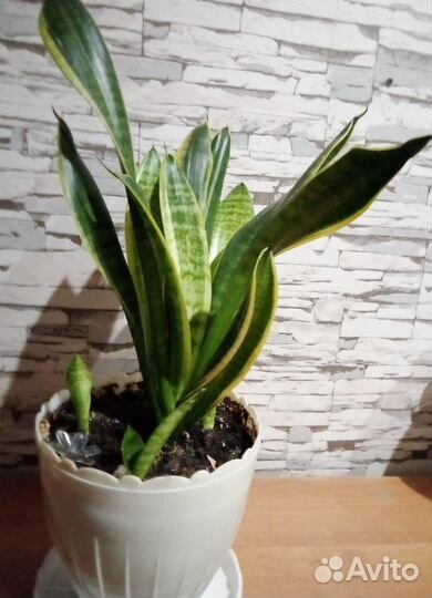 Сансевиерия