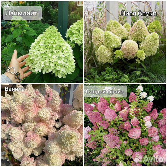 Гортензия 13видов