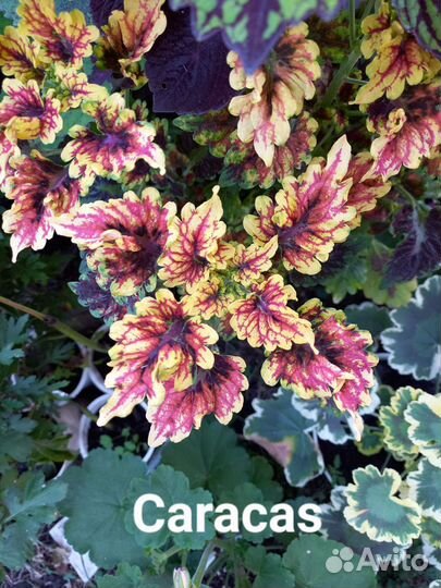 Колеус срезом