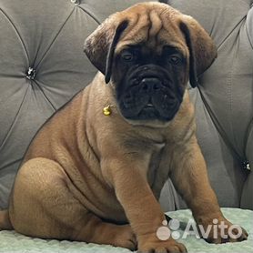 Бульмастиф (Bullmastiff)