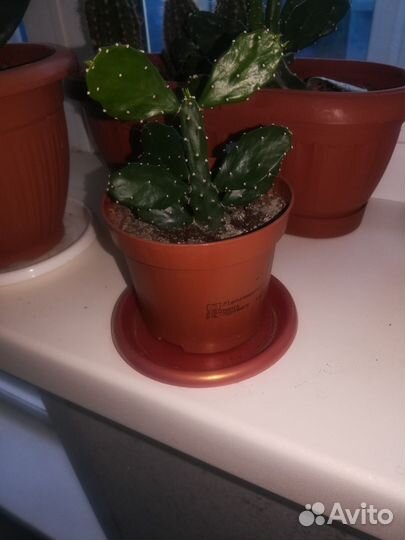 Кактус опунция