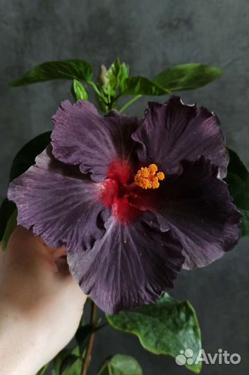 Гибискус гибридный DS Frozen Sky