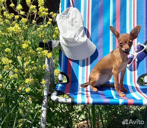 Той-терьер щенки девочка ищет дом