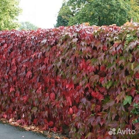 Девичий виноград