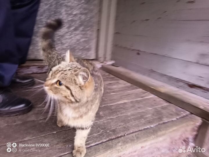 Возьмите кошешку