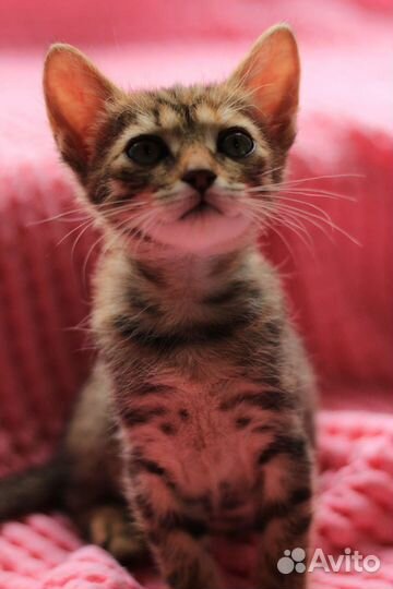 Ищем хозяев для сироток,счастье просится к вам