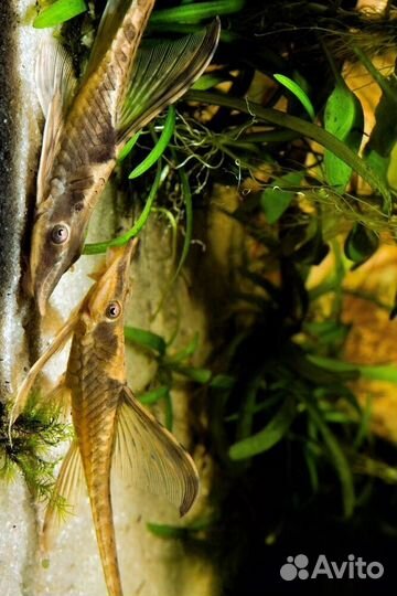 Стурисома панамская