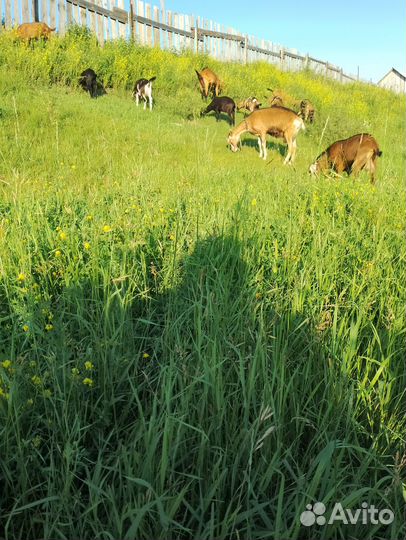 Продам дойных коз