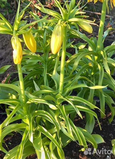 Рябчик, примулы