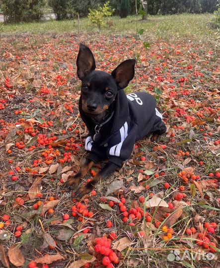 Русский той вязка РКФ