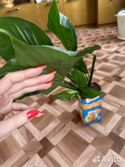 Спатифиллум