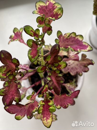 Колеусы отростки скорешками