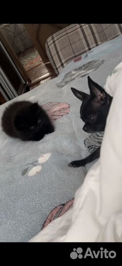 Персидский котенок