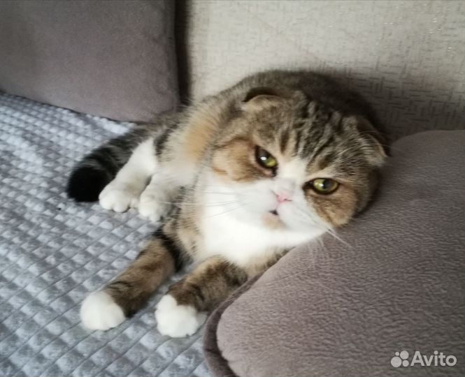 Кошечки редкого окраса