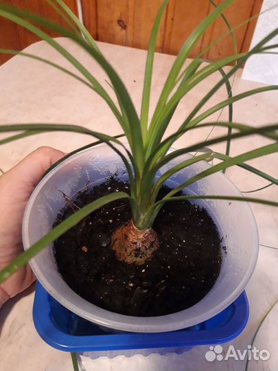 Продам нолину