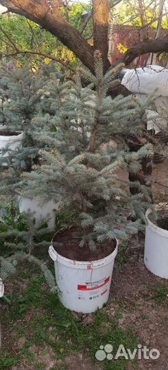 Ель глаука голубая колючая фат алберт