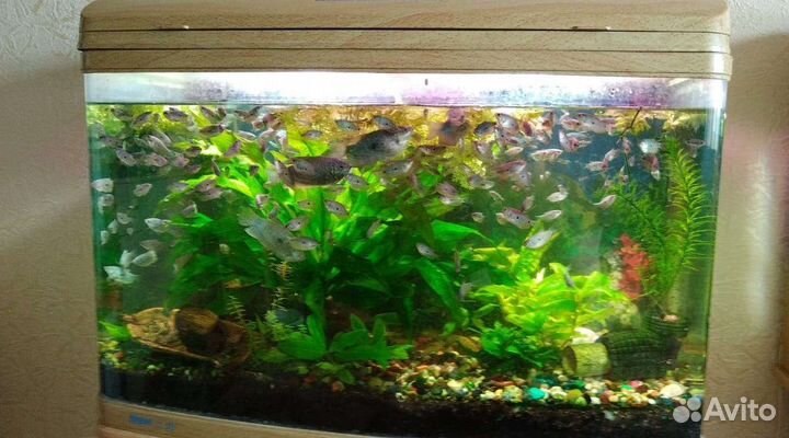 Аквариум с тумбой jebo