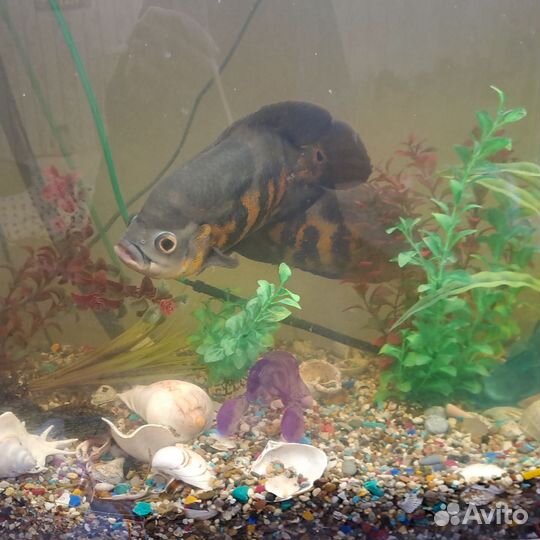 Аквариум с тумбой 220л