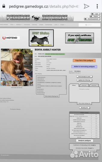 Американский питбуль