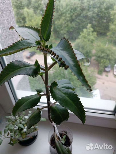 Каланхоэ от насморка взрослое