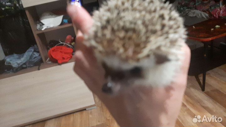 Африканский ежик