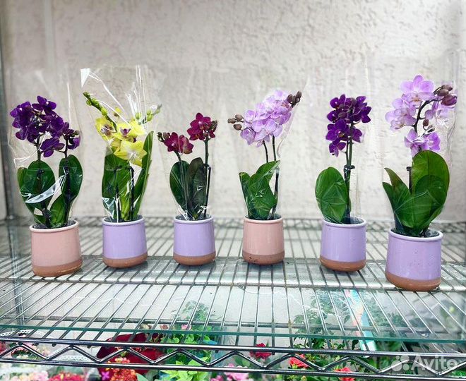 Мини орхидеи