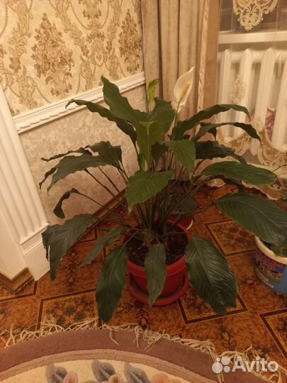 Комнатные растения.Спатифиллум