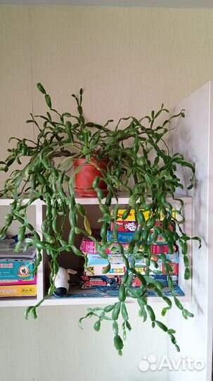 Хатиора, фикус, декабрист, эухарис, пеперомия и др