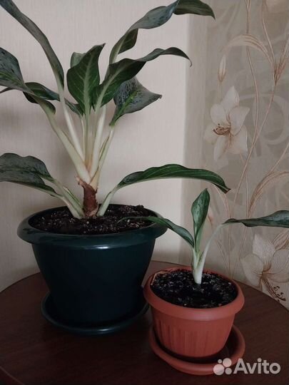 Агланема Эмеральд Грей