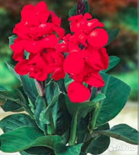 Канна карликовая