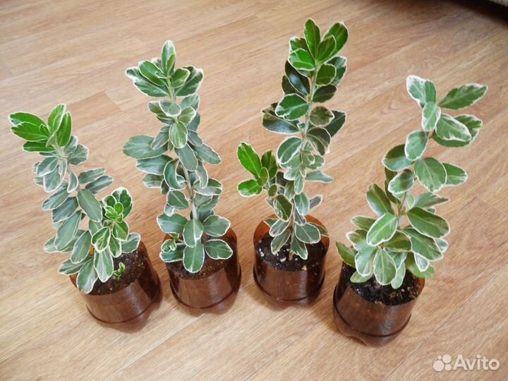 Бересклет японский