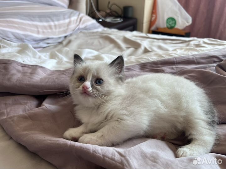 Котята рэгдолл