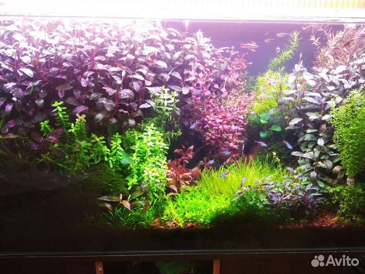 Буцефаландра медный лист Мелави