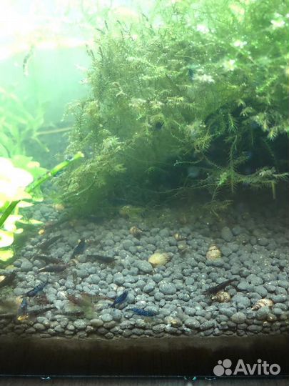 Креветки blue dream (блю дрим, голубая мечта)