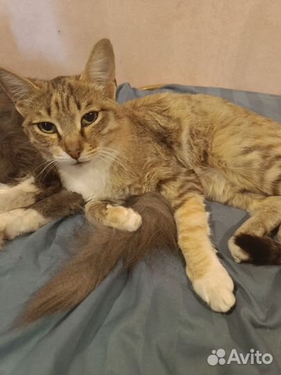 Кошки в добрые руки бесплатно