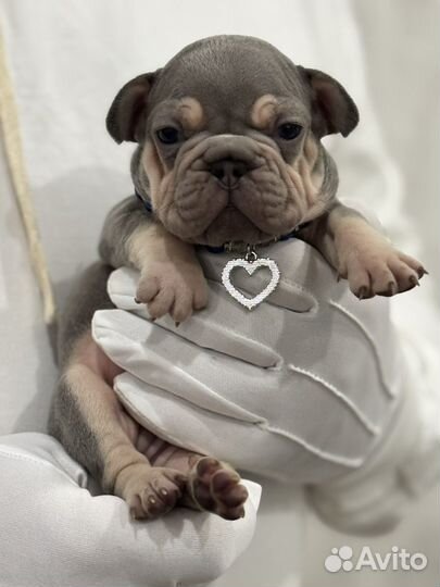 Бигроп мальчик и девока