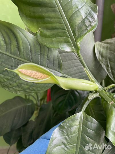 Диффенбахия зеленая
