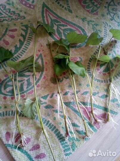 Рассада сладкий картофель Батат