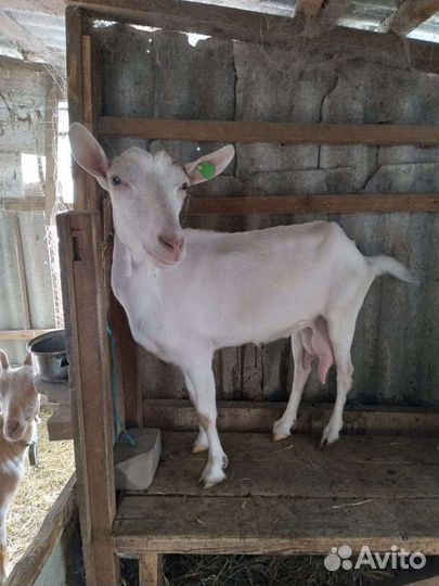 Коза дойная