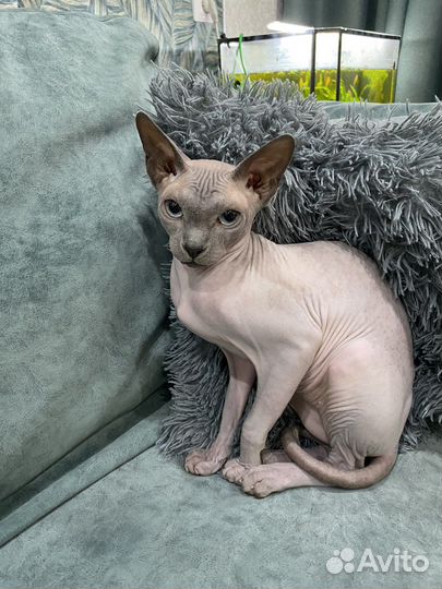 Канадский сфинкс