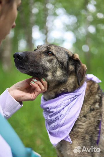 Собака Мили отдам бесплатно