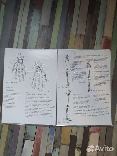 Папка по анатомии