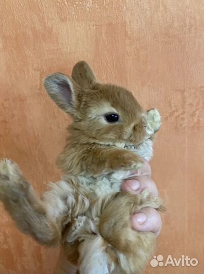 Кролик карликовый