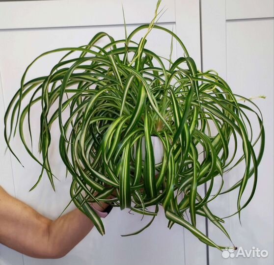 Хлорофитум Бонни. Взрослое ухоженные растение