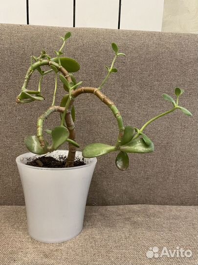 Толстянка, денежное дерево