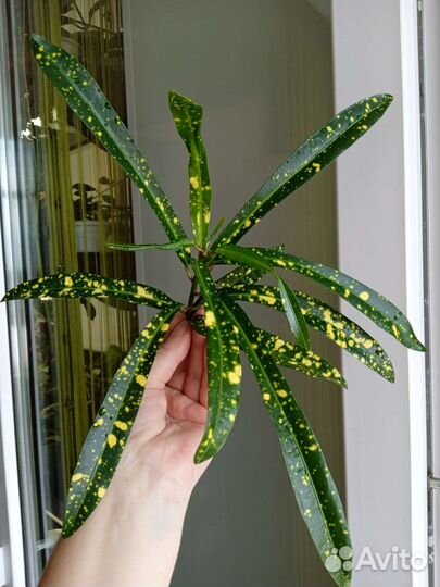 Кротон с узким листом