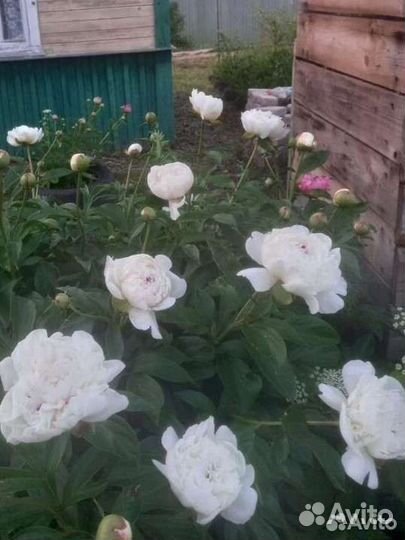 Пион Boule DE Neige