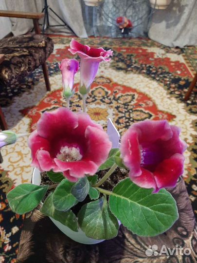 Глоксиния и фиалки сортовые