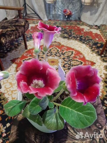Глоксиния и фиалки сортовые